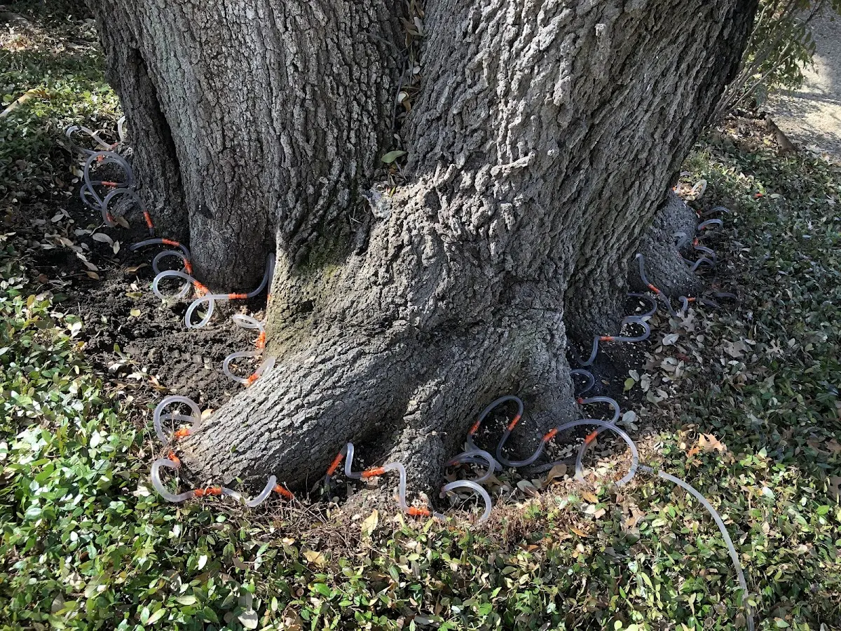 Detailed Tree Cabling and Bracing job site in Tatums